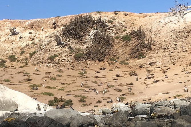 Fr STGO: WILD PENGUINS, SEALION, SANDBOARD, PARAGLIDING & PICNIC - How the pickup works: Santiago or Valparaíso, then north