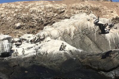 Fr STGO: WILD PENGUINS, SEALION, SANDBOARD, PARAGLIDING & PICNIC - Sea lions first: a quick stop before the penguins